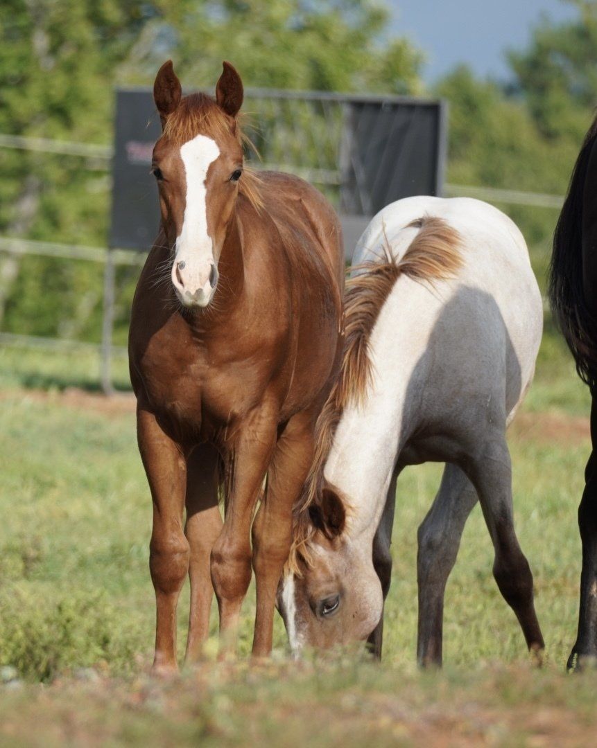 Diamond C Farm babies