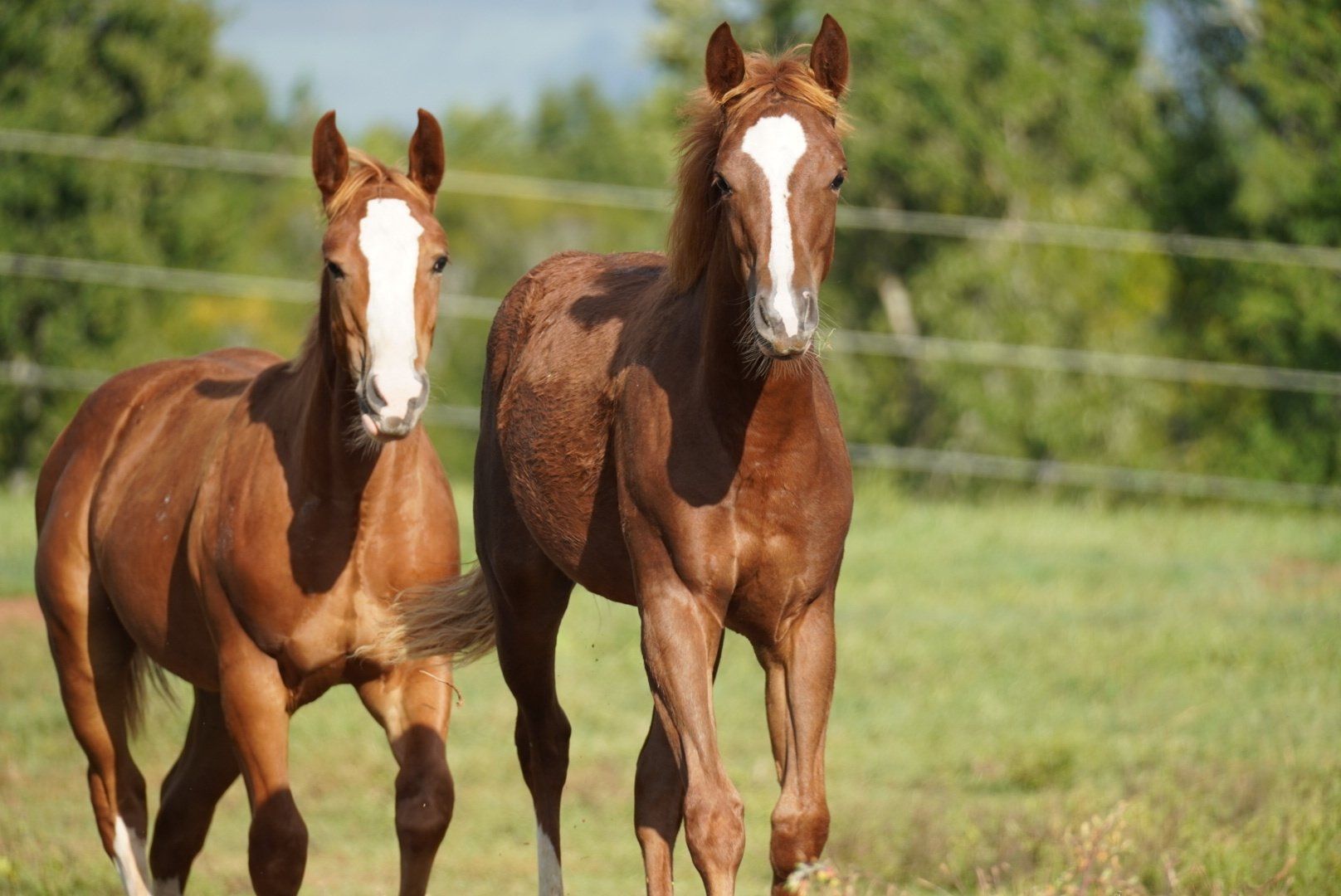 Diamond C Farm babies in field