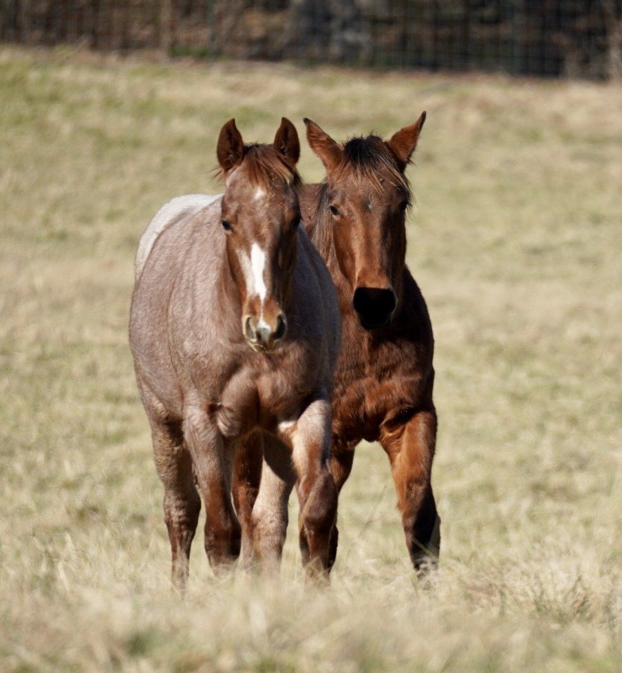 Diamond C Farm