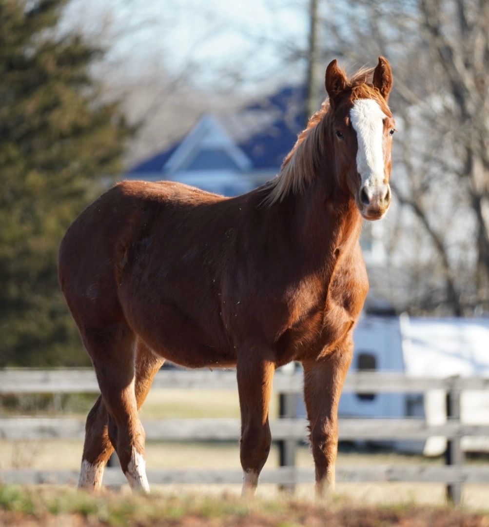 Diamond C Farm