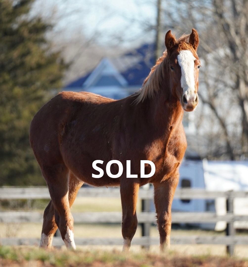 Diamond C Farm Sales 4