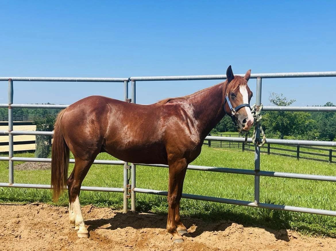 Diamond C Farm Sweet