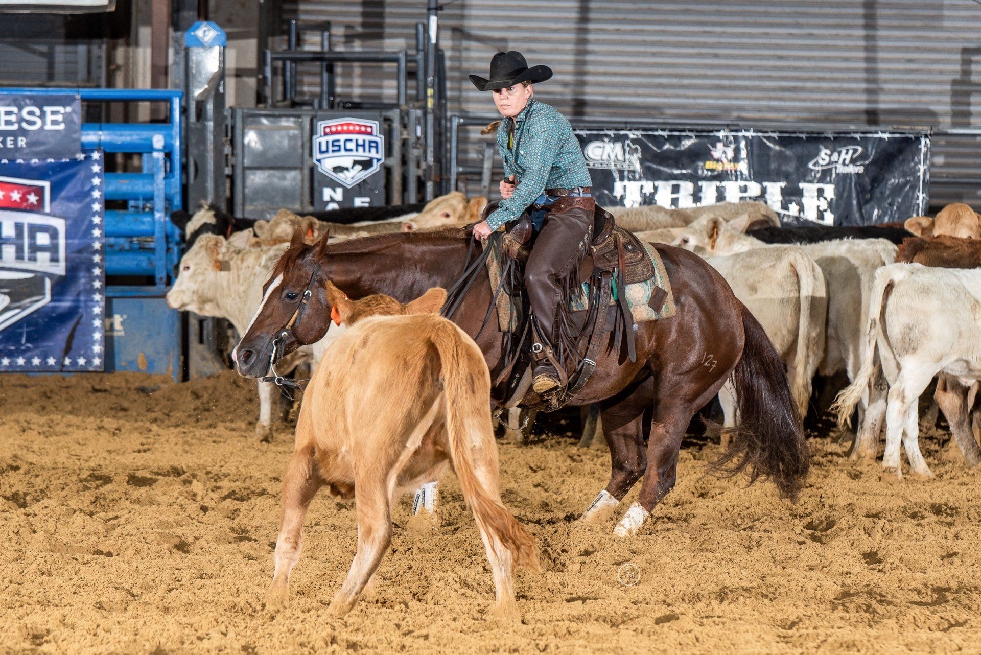 Diamond C Farm cutting cows
