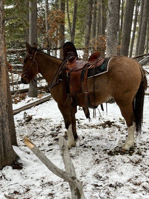 Diamond C Farm packer