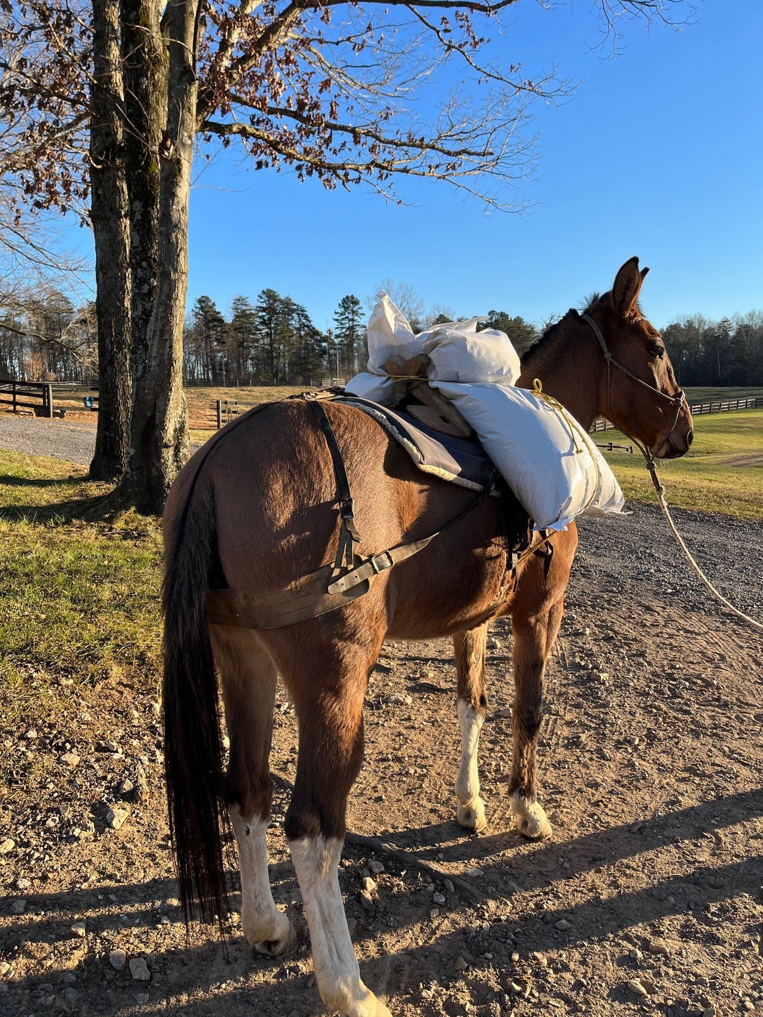 Diamond C Farm Blossom