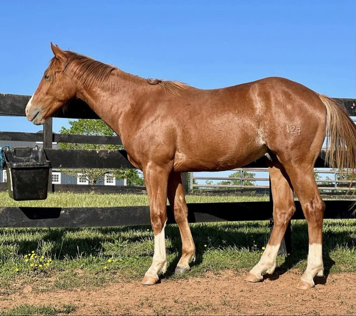 Diamond C Farm