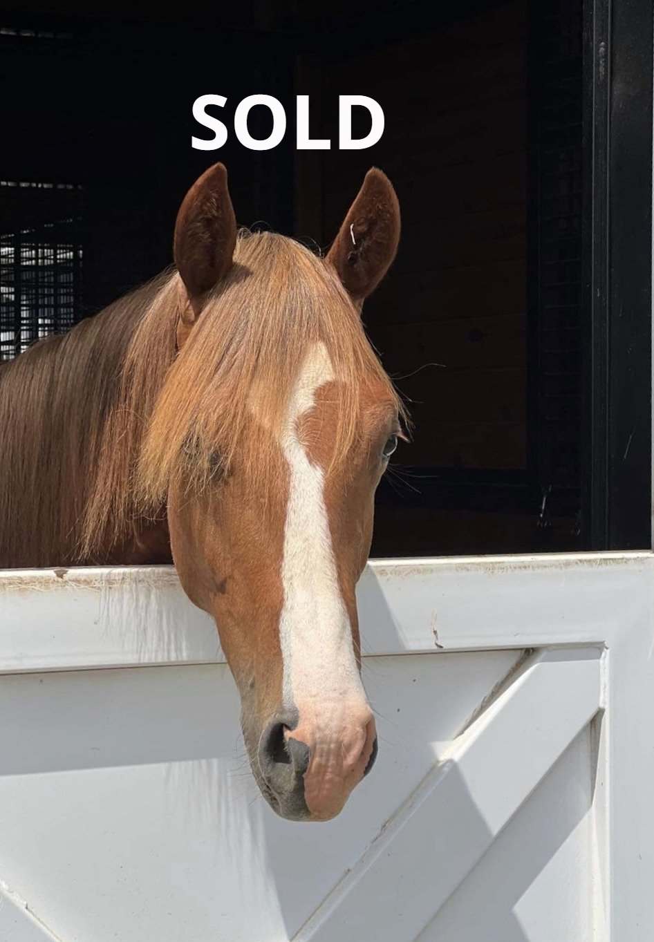 Diamond C Farm Jasper