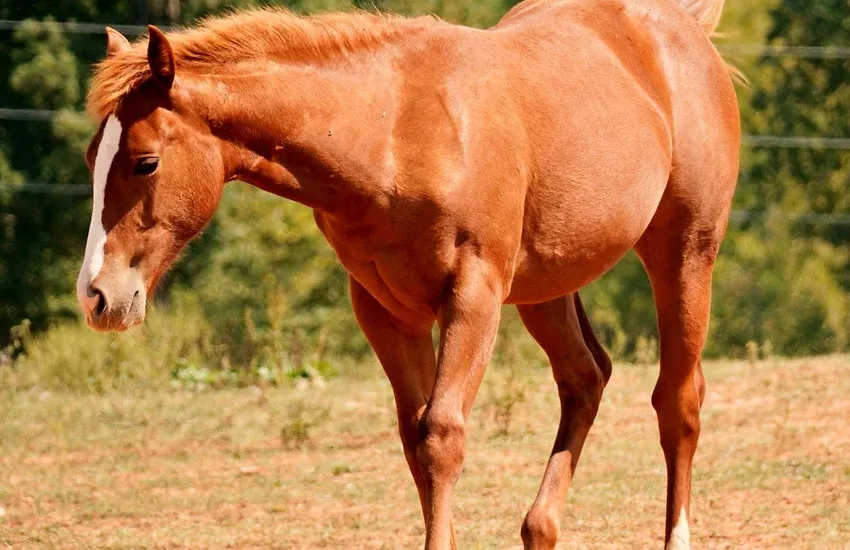 Diamon C Farm Teddi
