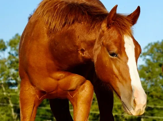Diamond C Farm Teddi