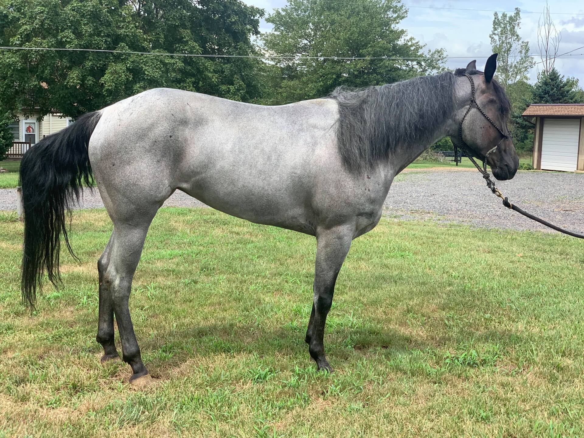 Diamond C Farm Sales LB