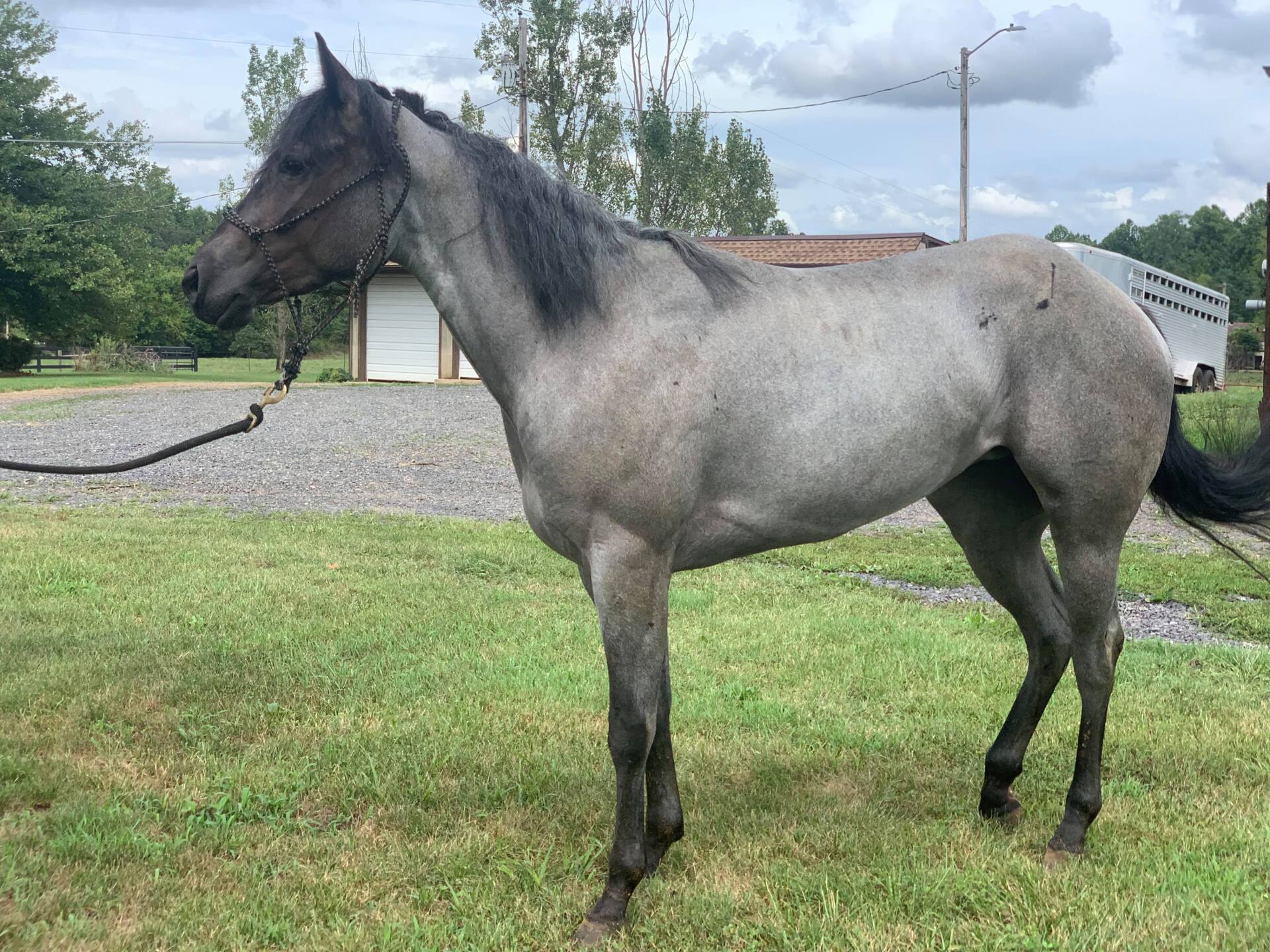 Diamond C Farm Sales LB 2