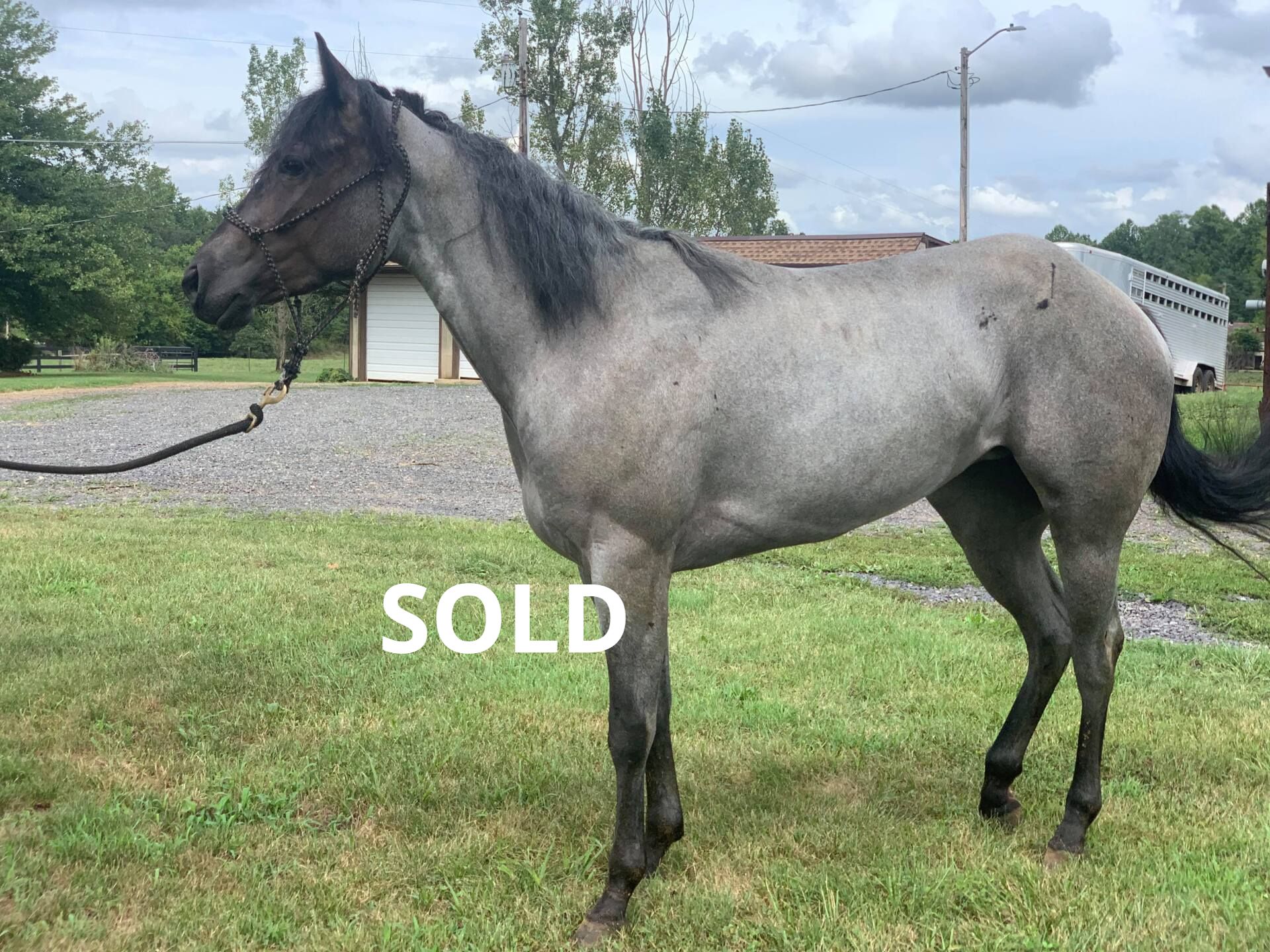 Diamond C Farm Sales Blue
