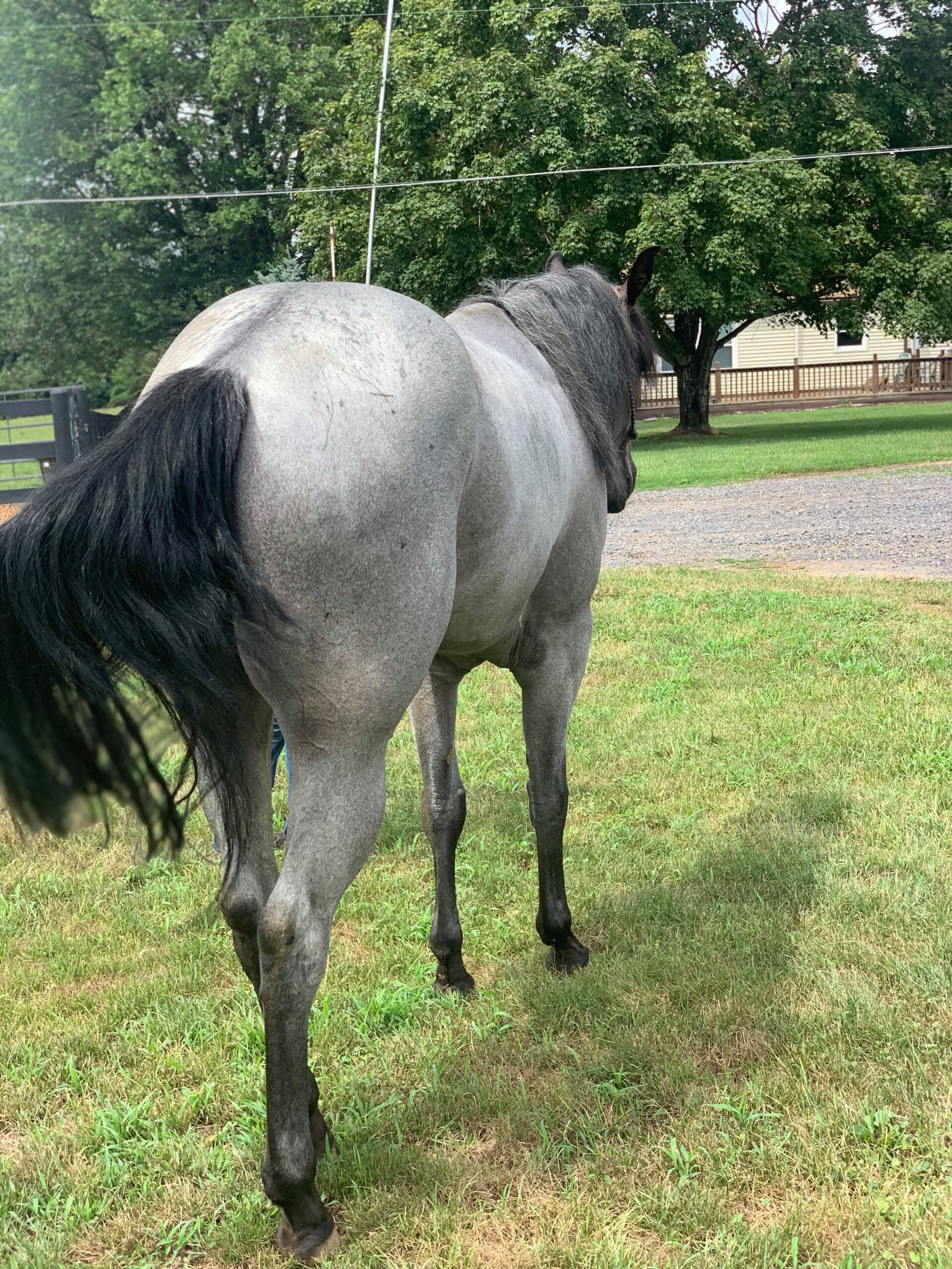 Diamond C Farm Sales LB 4