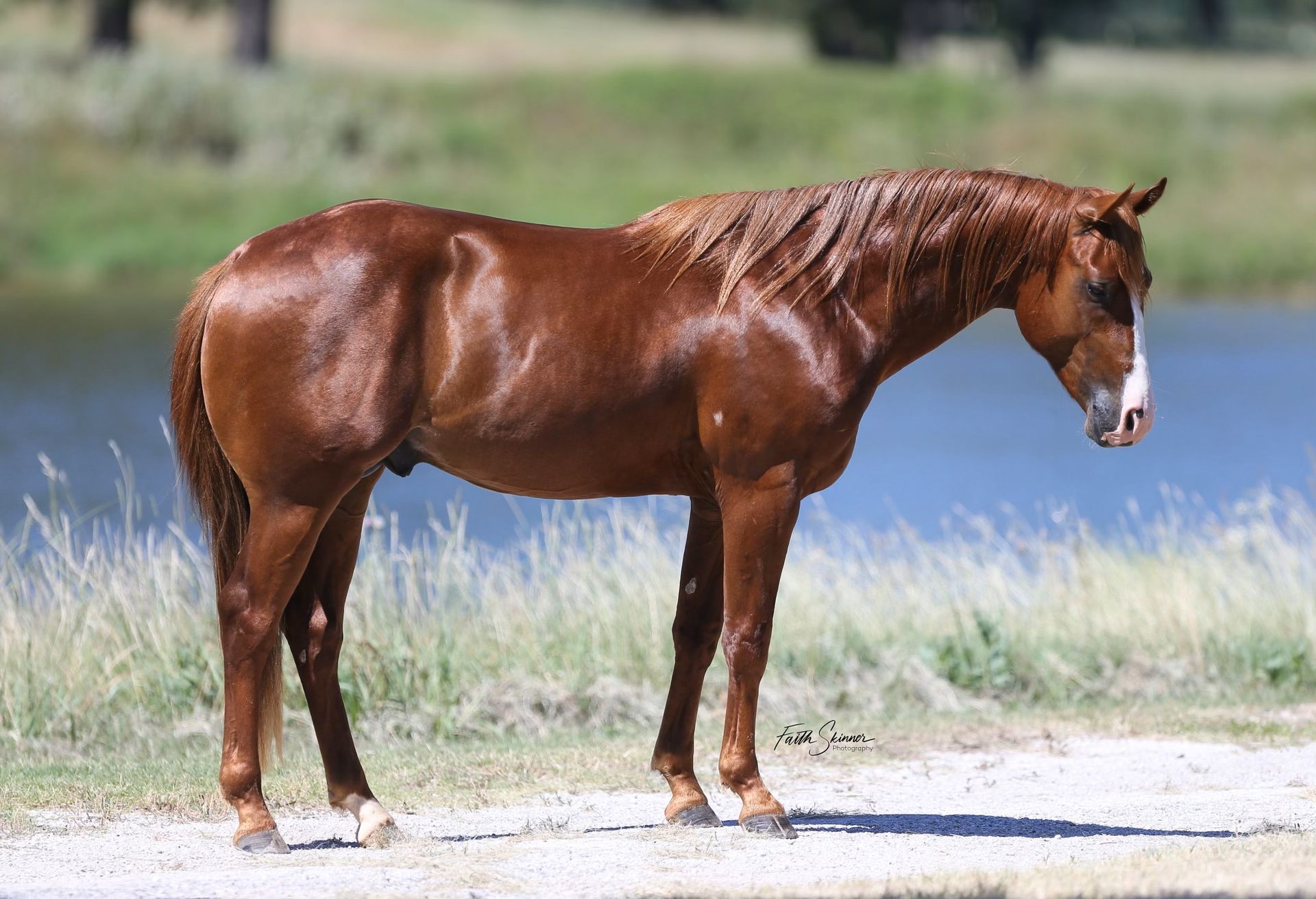 Diamond C Farm Gypsy