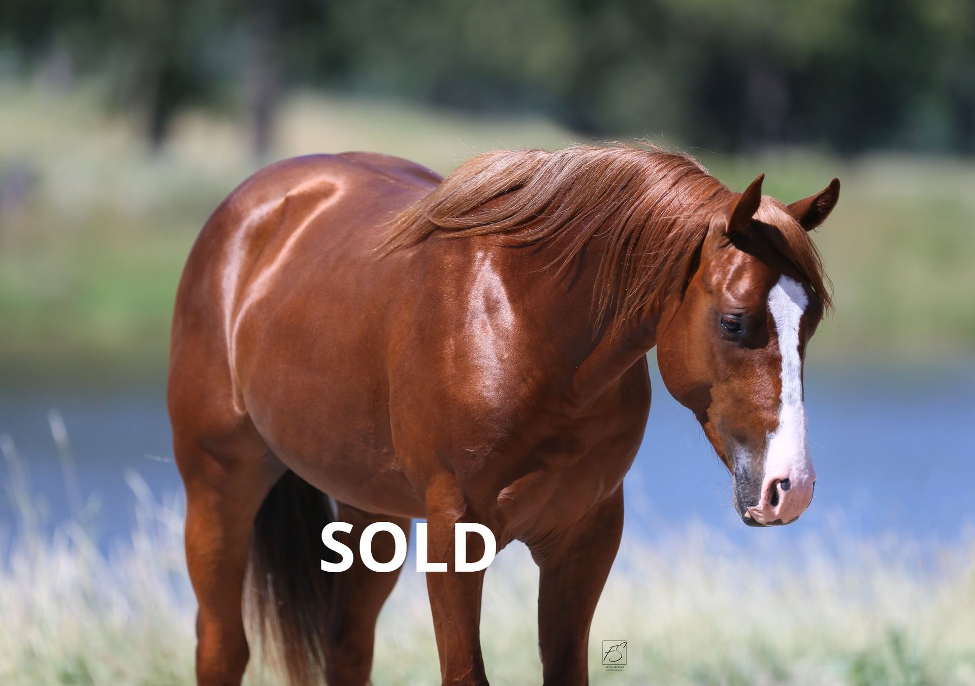 iamond C Farm Justa Smooth Gypsy sold