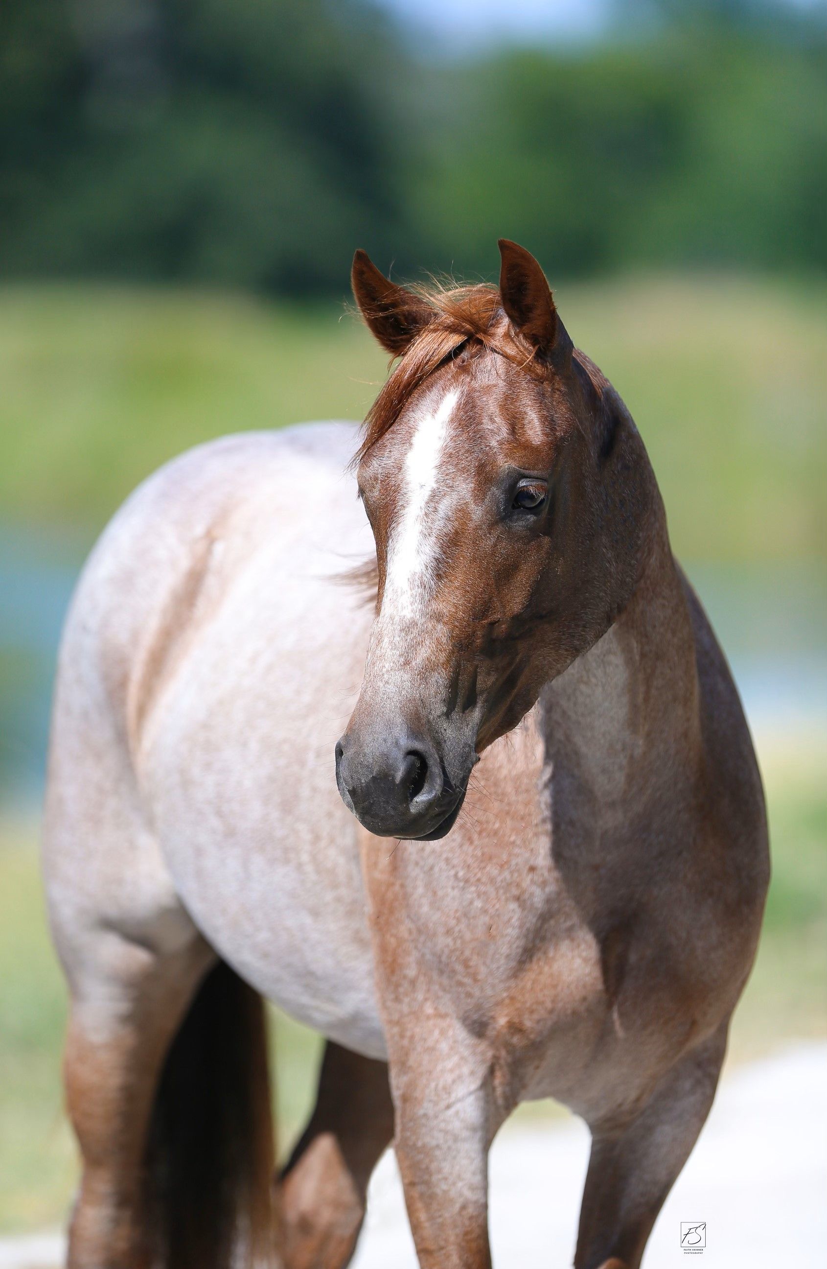 Diamond C Farm Pepto Rey
