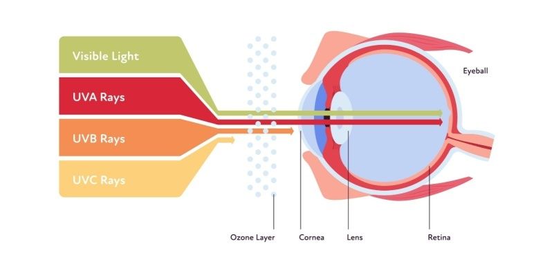 A diagram showing how the different wavelengths of UV affect the eye