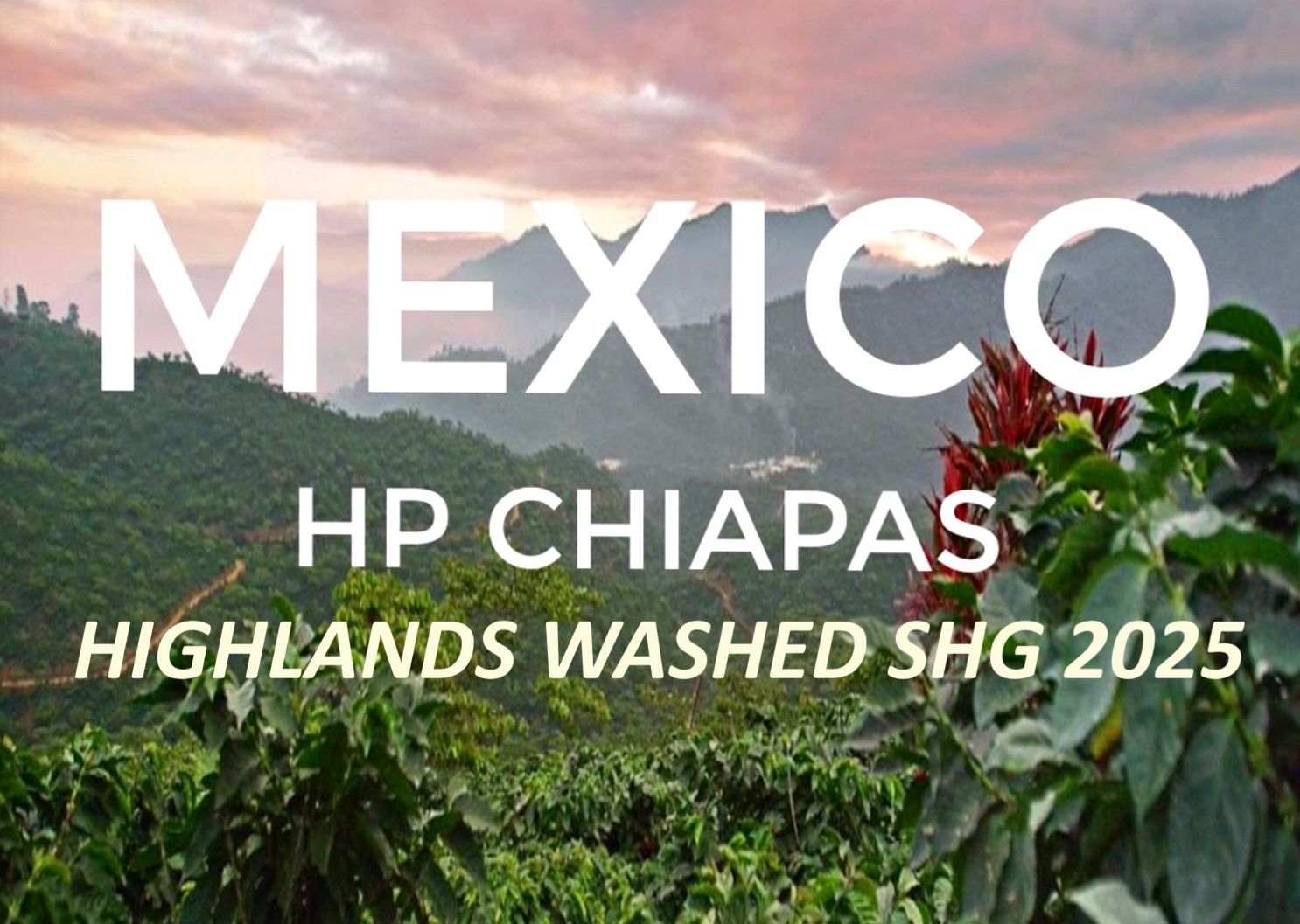 Photo of Mexico Chiapas Highlands Washed Shg 2025