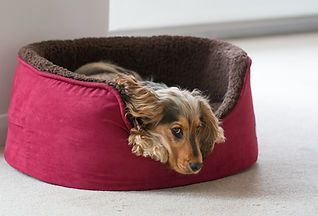 Small tan dog peeking out of a pink pet bed with a brown interior
