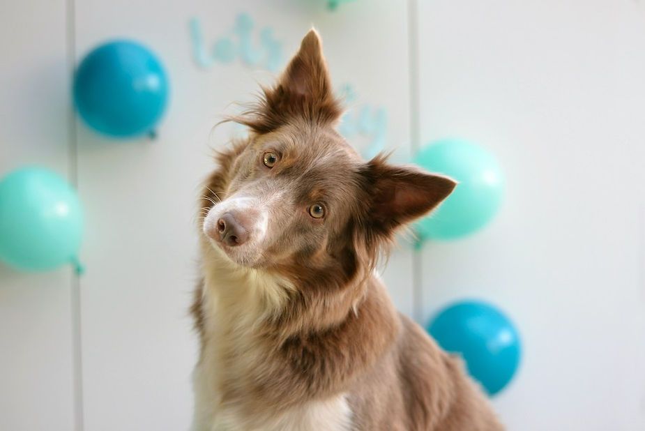 Brown-and-white dog tilting its head in front of teal balloons at a party