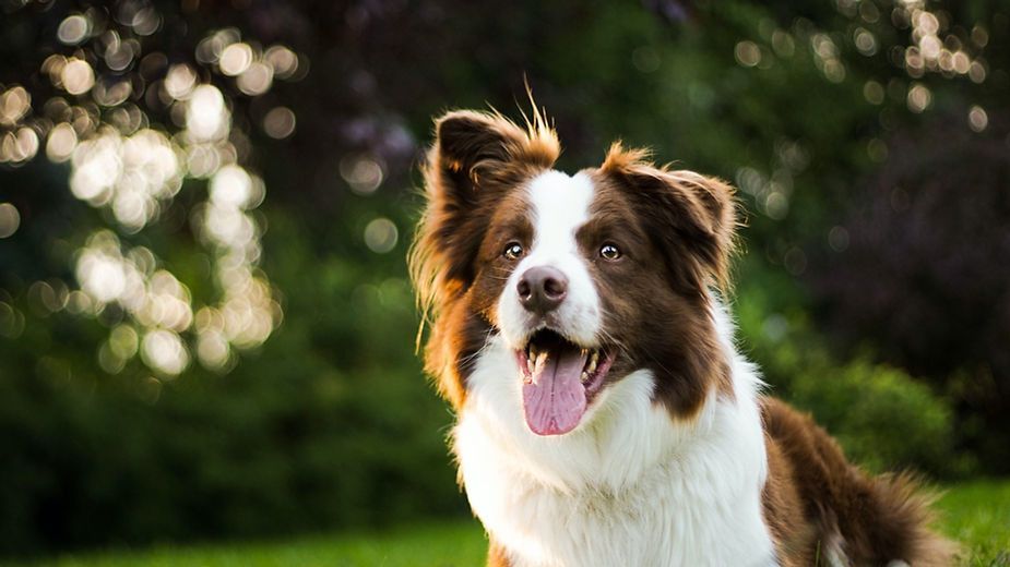 Brown-and-white dog with tongue out standing in a sunny green park