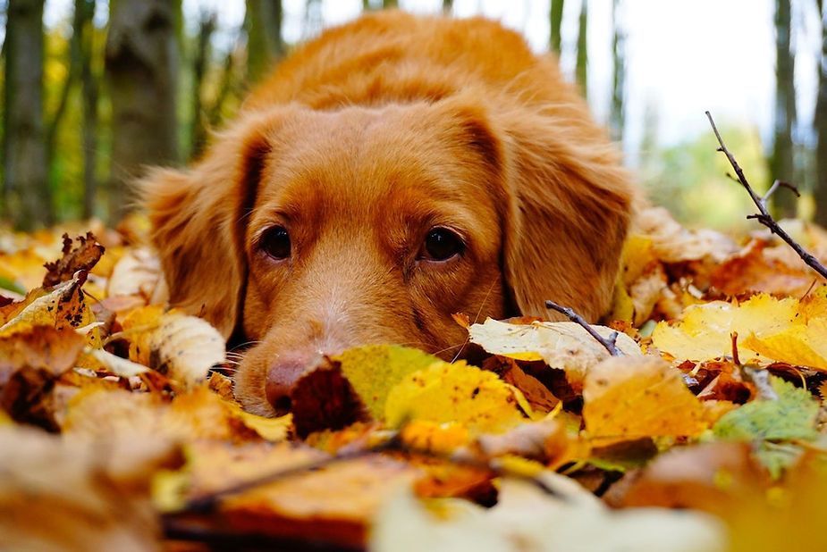 Golden retriever lying in autumn leaves, looking forward with a calm expression. Golden retriever lying in autumn leaves, looking forward with a calm expression.