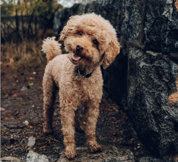 Curly tan dog standing outdoors beside a rocky path, looking at the camera. Curly tan dog standing outdoors beside a rocky path, looking at the camera.