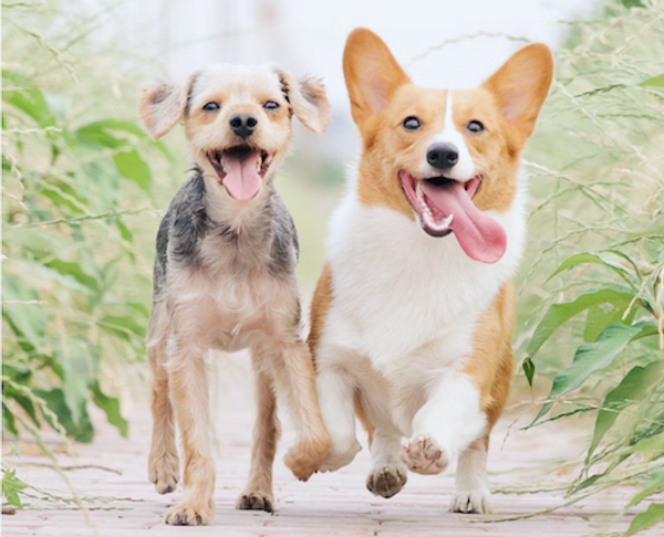 Two happy dogs running toward the camera on a sandy path, tongues out, with green plants beside them Two happy dogs running toward the camera on a sandy path, tongues out, with green plants beside them