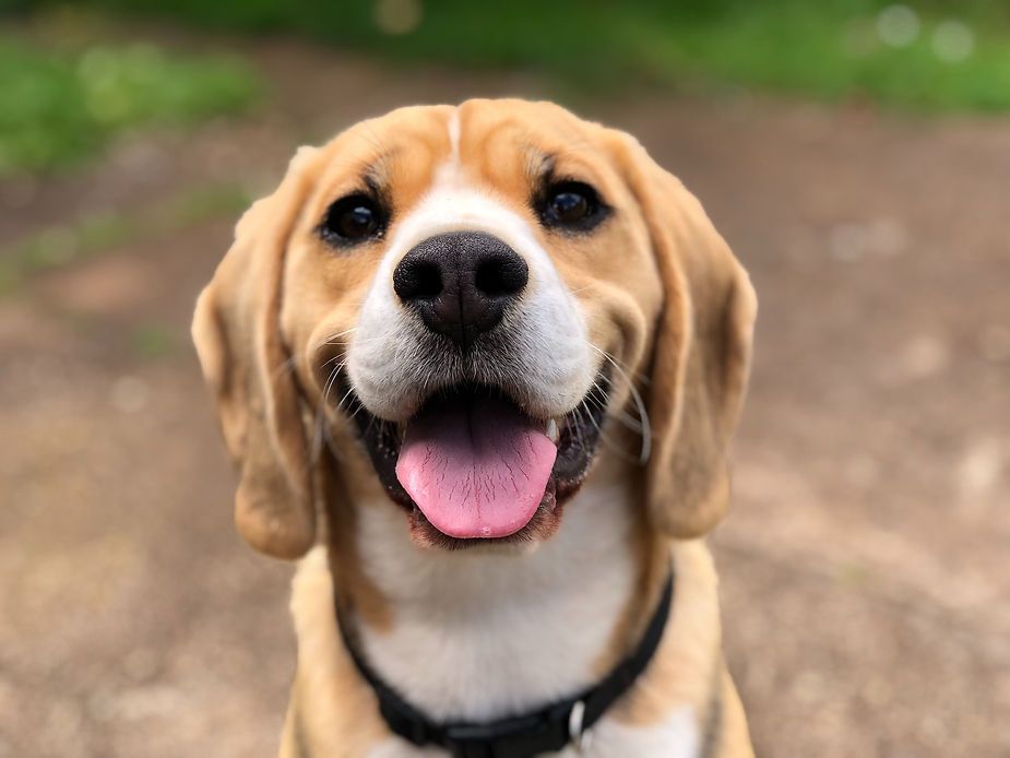 Happy beagle with tongue out, facing the camera on a blurred outdoor trail. Happy beagle with tongue out, facing the camera on a blurred outdoor trail.