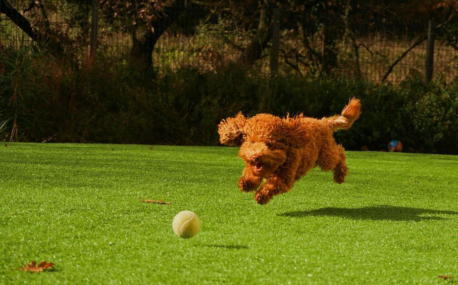Small brown dog leaping toward a baseball on a grassy field Small brown dog leaping toward a baseball on a grassy field