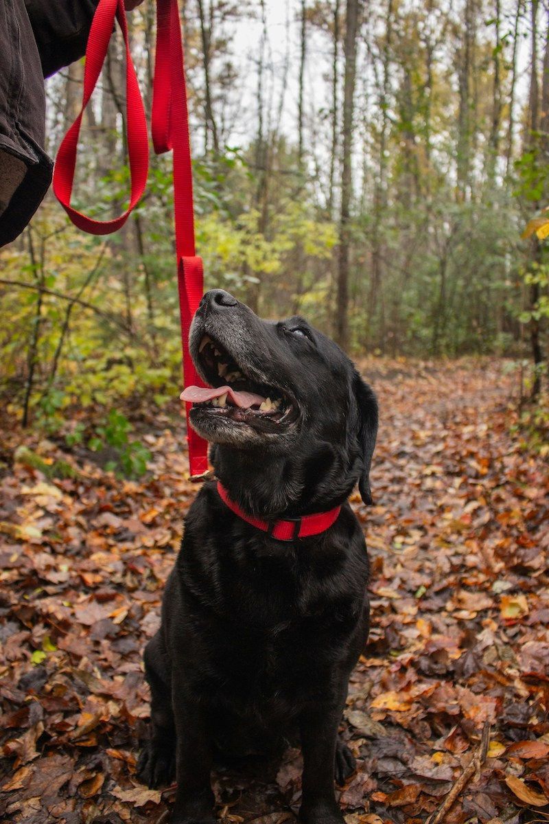 Black dog on a red leash standing in a wooded trail covered with fallen leaves. Black dog on a red leash standing in a wooded trail covered with fallen leaves.