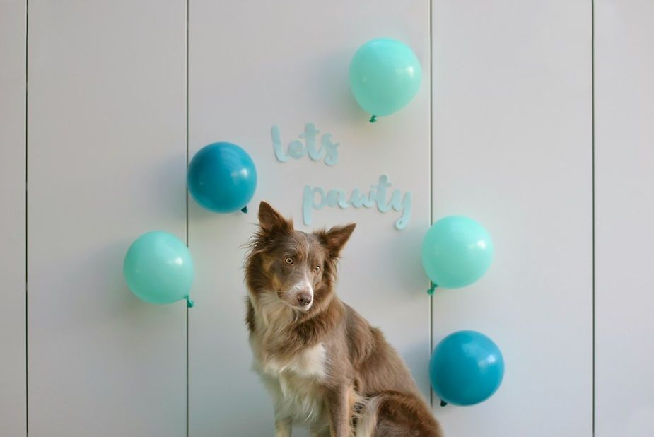 Dog with balloons and “let’s party” sign against a white wall