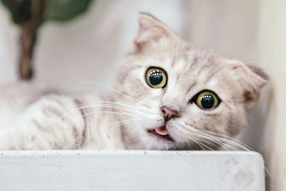 Cream-colored cat peeking over a white ledge with wide green eyes and tongue slightly out
