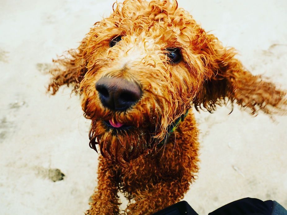 Wet curly brown dog with ears flapping, looking up on a light background Wet curly brown dog with ears flapping, looking up on a light background