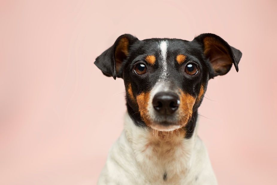 Black, white, and tan dog facing forward against a soft pink background