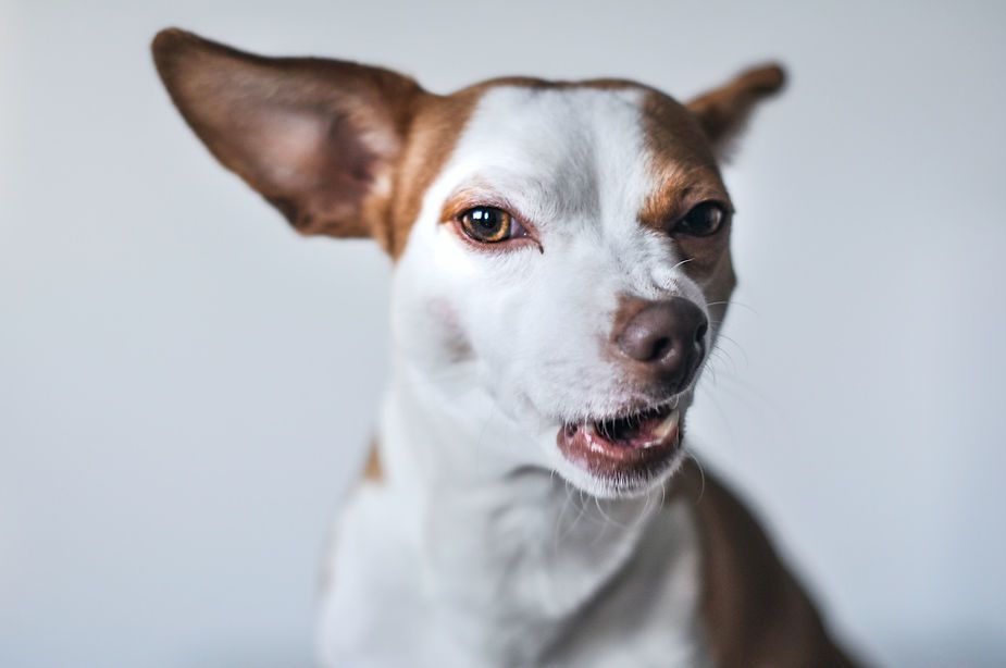 Small white-and-brown dog with one ear raised, looking at the camera against a blurred background