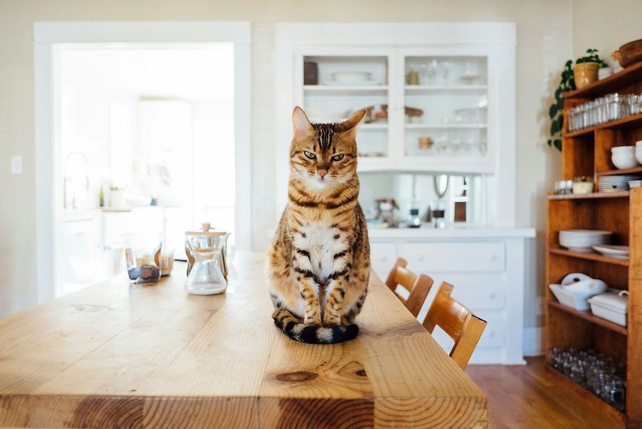 Tabby cat sitting on a wooden kitchen table in a bright white kitchen Tabby cat sitting on a wooden kitchen table in a bright white kitchen