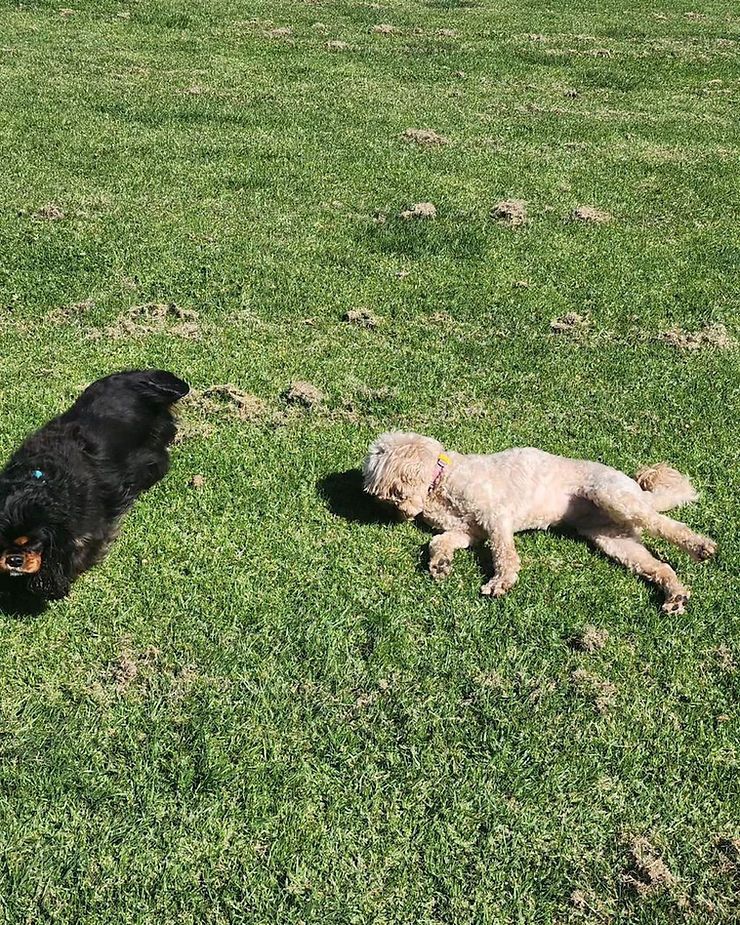 Two dogs lying on green grass, one black and one cream-colored.