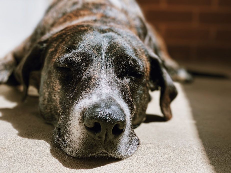 Close-up of a sleepy brindle dog lying on a carpet, face resting on the floor.