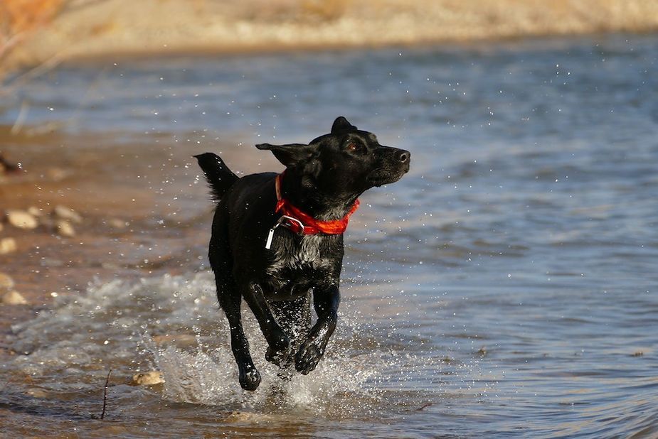 Black dog with a red collar running through shallow water on a beach Black dog with a red collar running through shallow water on a beach