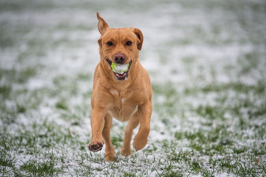 Brown dog running toward the camera with a tennis ball in a snowy field Brown dog running toward the camera with a tennis ball in a snowy field
