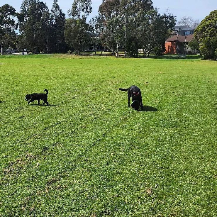 Two black dogs on a sunny grassy field, one walking and one sniffing the ground.