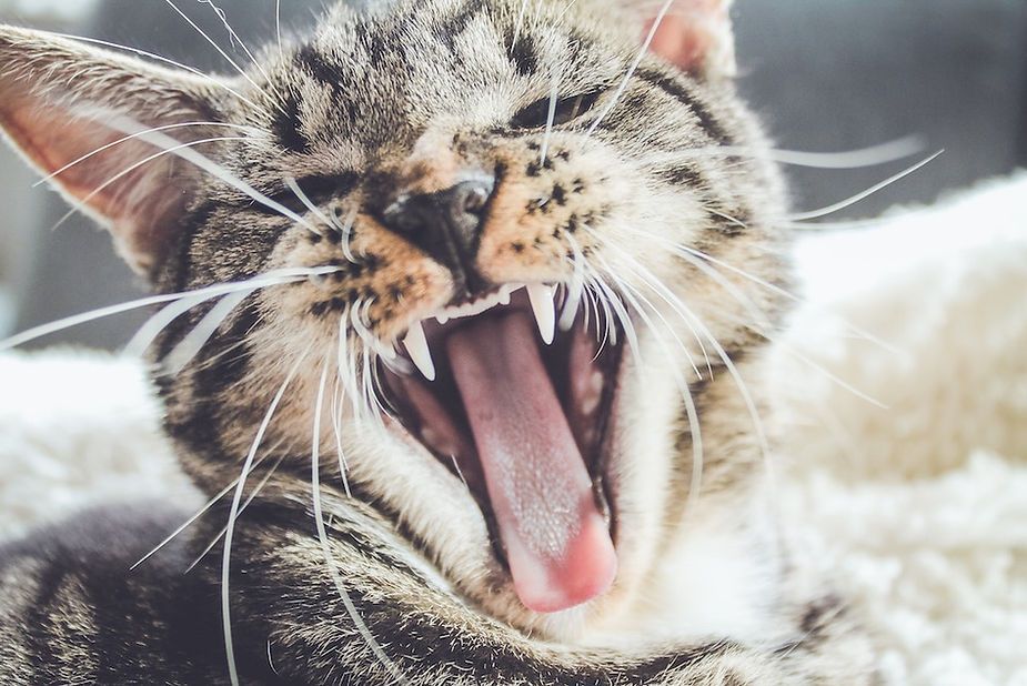 Yawning tabby cat with mouth wide open and eyes closed, resting on a soft blanket Yawning tabby cat with mouth wide open and eyes closed, resting on a soft blanket