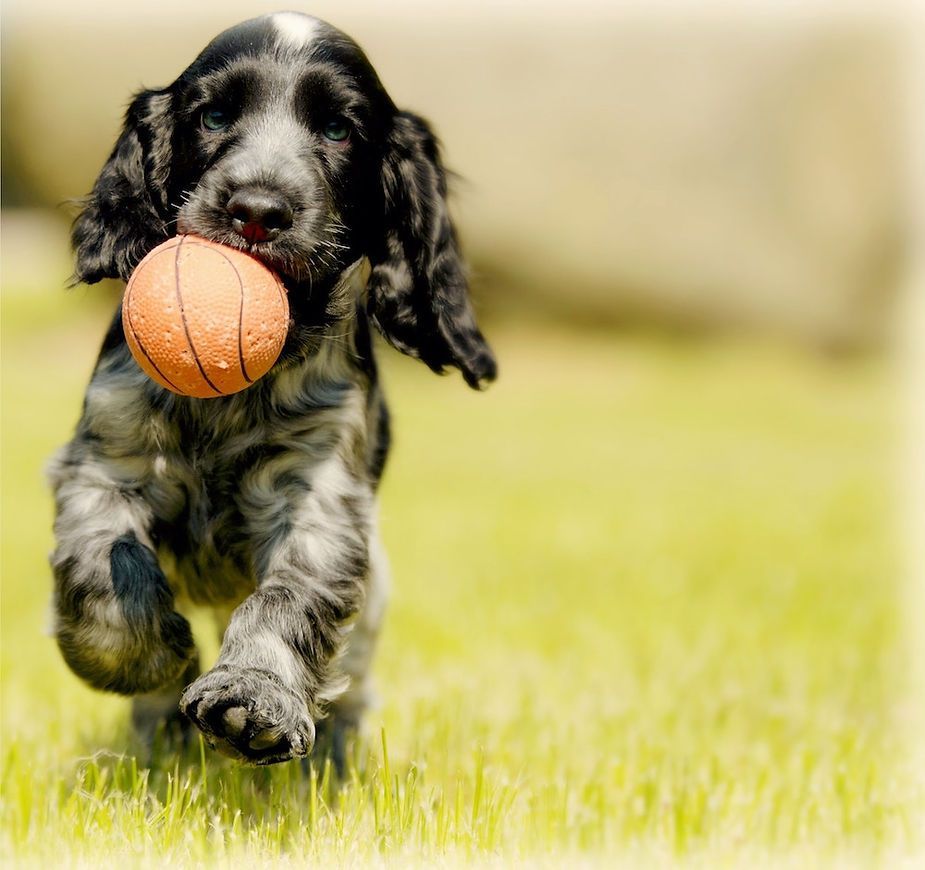 Close-up of a black dog with a gray muzzle lying indoors, looking at the camera. Close-up of a black dog with a gray muzzle lying indoors, looking at the camera.