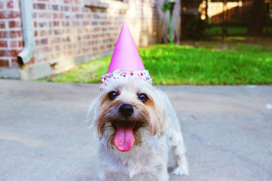 Small dog wearing a pink party hat, panting on a sidewalk with grass and a brick wall behind it.