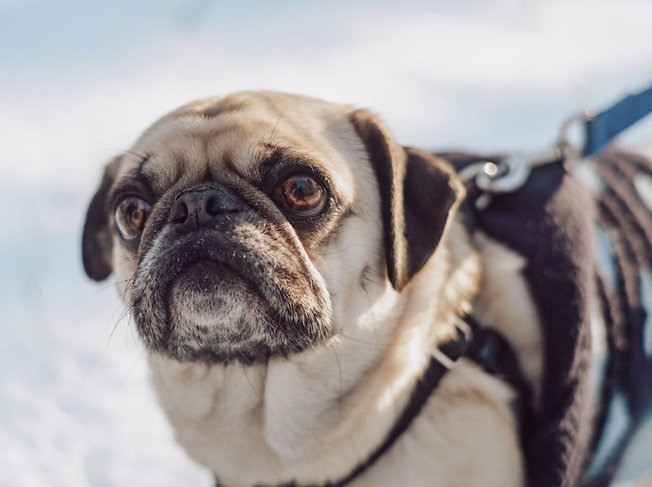 Pug in a harness standing in snowy outdoors, looking alert Pug in a harness standing in snowy outdoors, looking alert