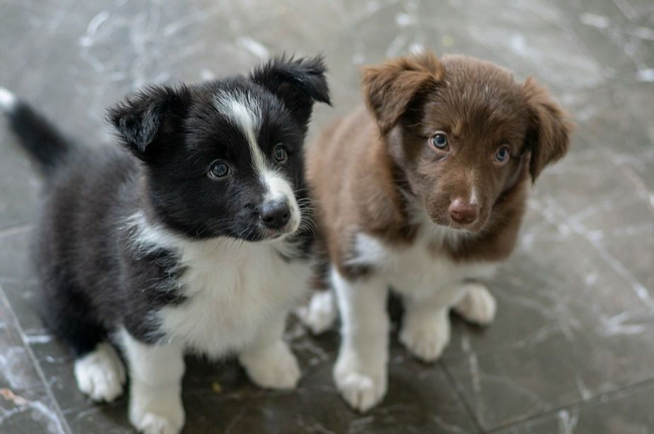 Two puppies, one black-and-white and one brown-and-white, sitting on a gray floor looking up. Two puppies, one black-and-white and one brown-and-white, sitting on a gray floor looking up.