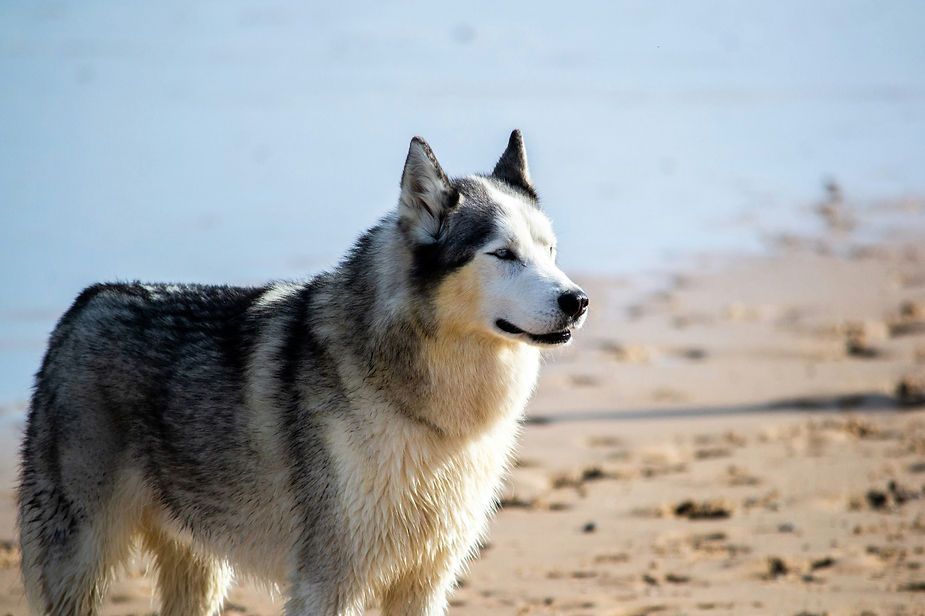 White and gray husky standing on a sandy beach, looking to the right White and gray husky standing on a sandy beach, looking to the right