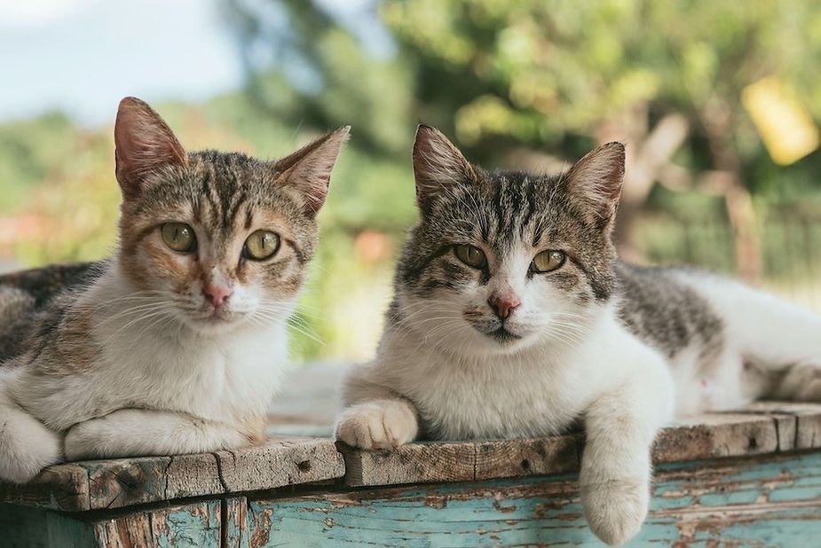 Two tabby cats lying on a weathered bench outdoors with a blurred garden background