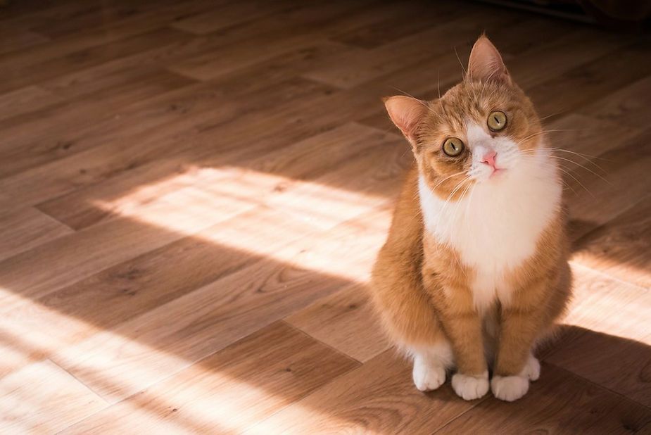 Orange-and-white cat sitting on a wooden floor in a sunlit room, looking up at the camera.